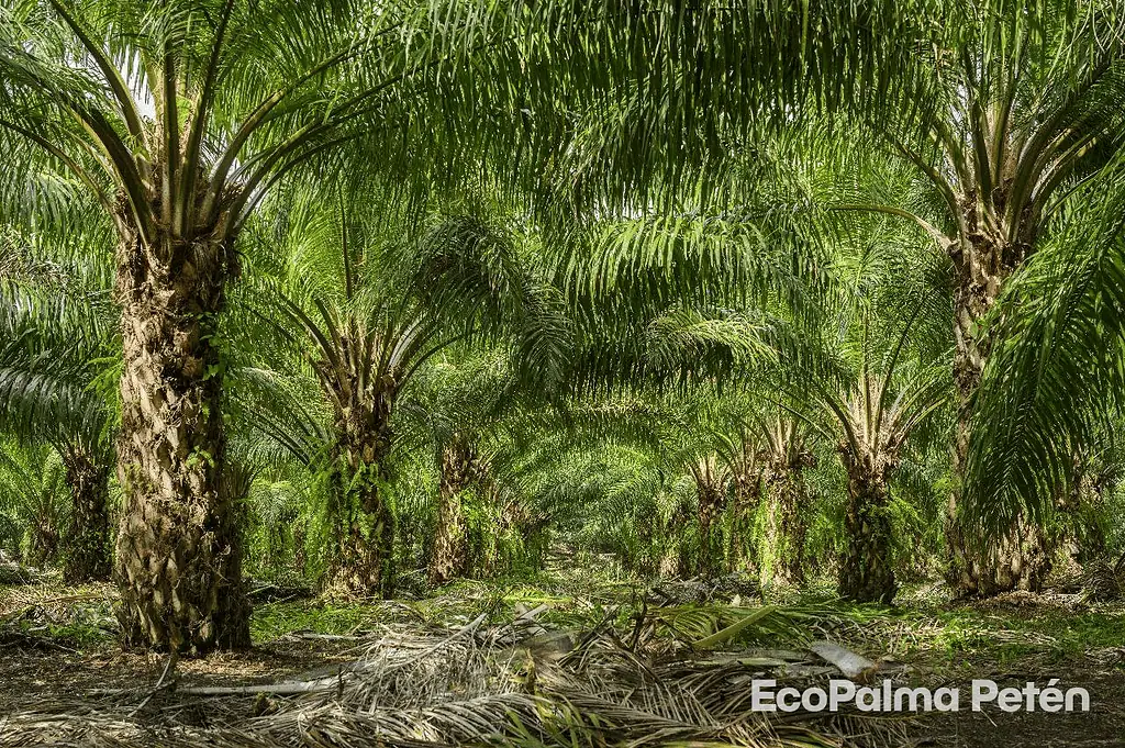 El modelo de palma que combate el cambio climático Carbonlytics-inteia-2