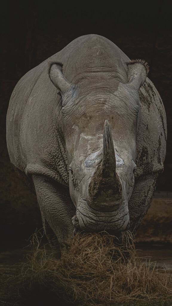 La mayoría de los animales han sido rescatados del tráfico de fauna o la explotación. Foto: cortesía Ukumarí.