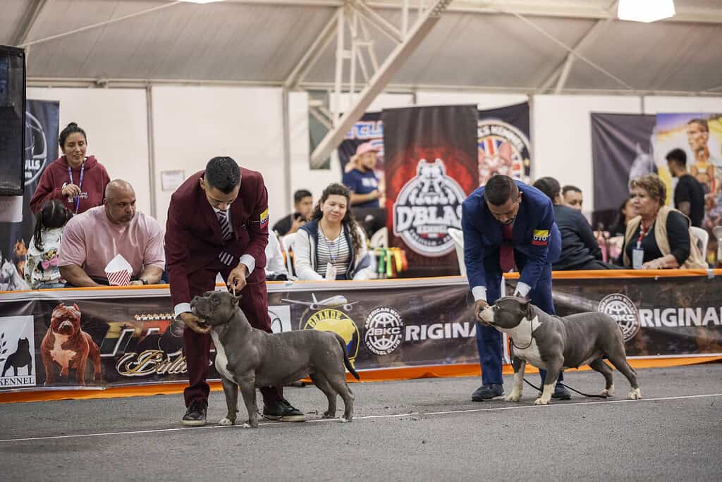 El mercado de productos y servicios para mascotas en Colombia supera los US$1.200 millones, según Euromonitor International. Foto: cortesía Corferias.