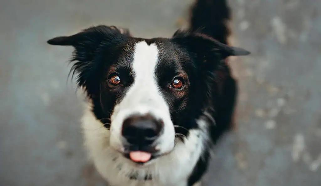 Corte pone freno a multa que imponen a ciudadanos con perros en conjuntos Ladrido de perros es por naturaleza y es difícil de controlar