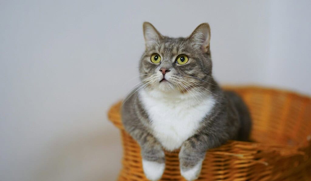 Tenencia responsable de gatos en conjuntos residenciales