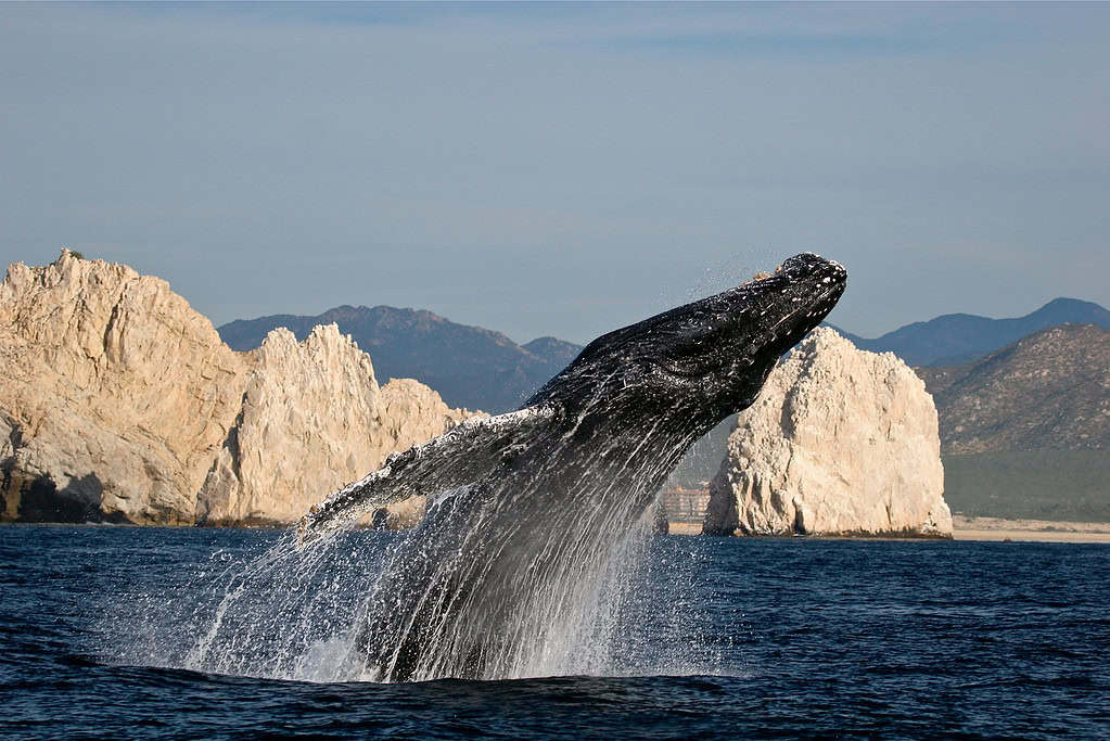 Avistamiento de ballenas en Los Cabos. Foto: cortesía Fiturca. 