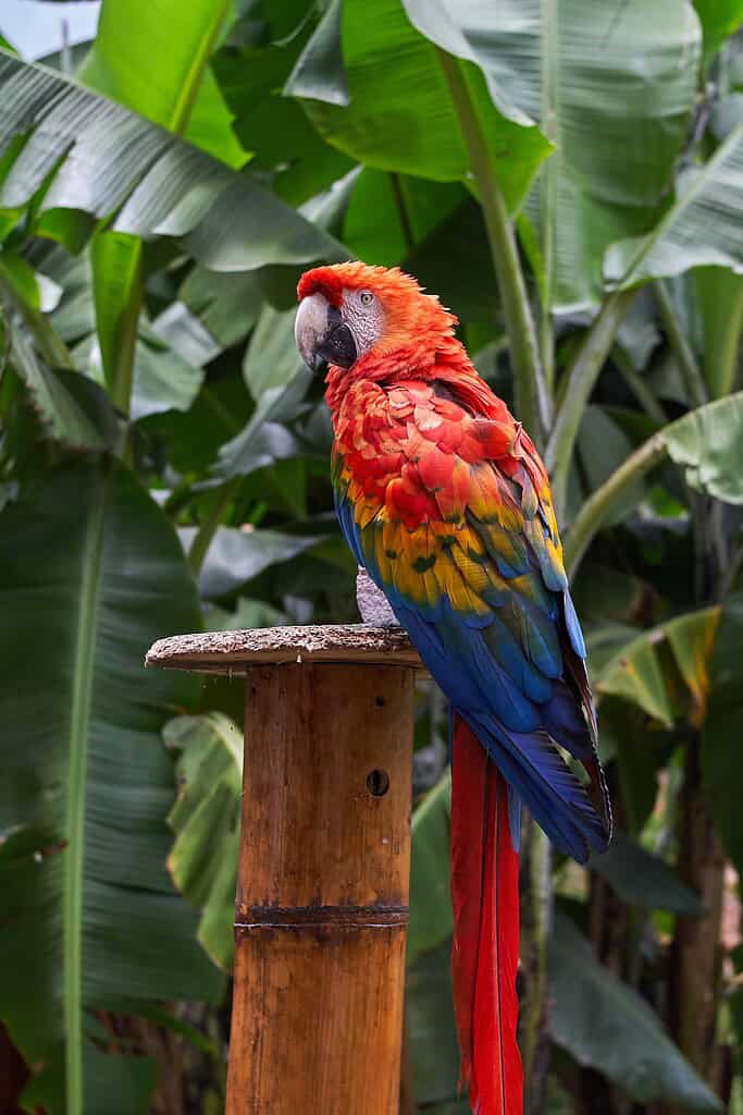 Guacamaya. Foto: Wirestock, tomada de Freepik (www.freepik.es).