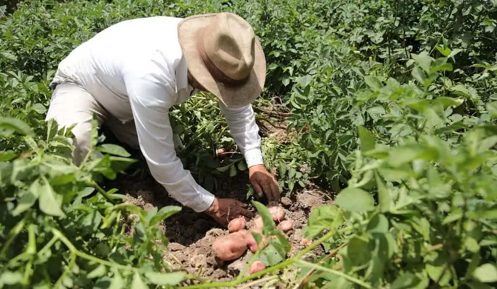 Alerta en el campo: el error que puede hacer perder hasta 40 % de la cosecha en Colombia Áreas de Protección para la Producción de Alimentos