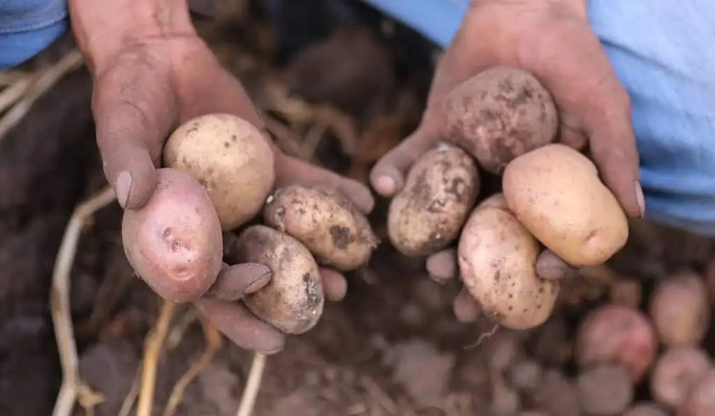 De la Espriella prepara cambios de fondo para la producción y venta de productos orgánicos en Colombia Agro en Colombia