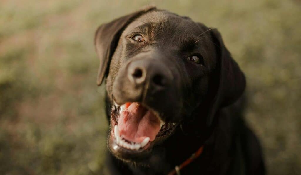 Conjuntos deberán hacer cambios para permitir transito de mascotas en zonas comunes