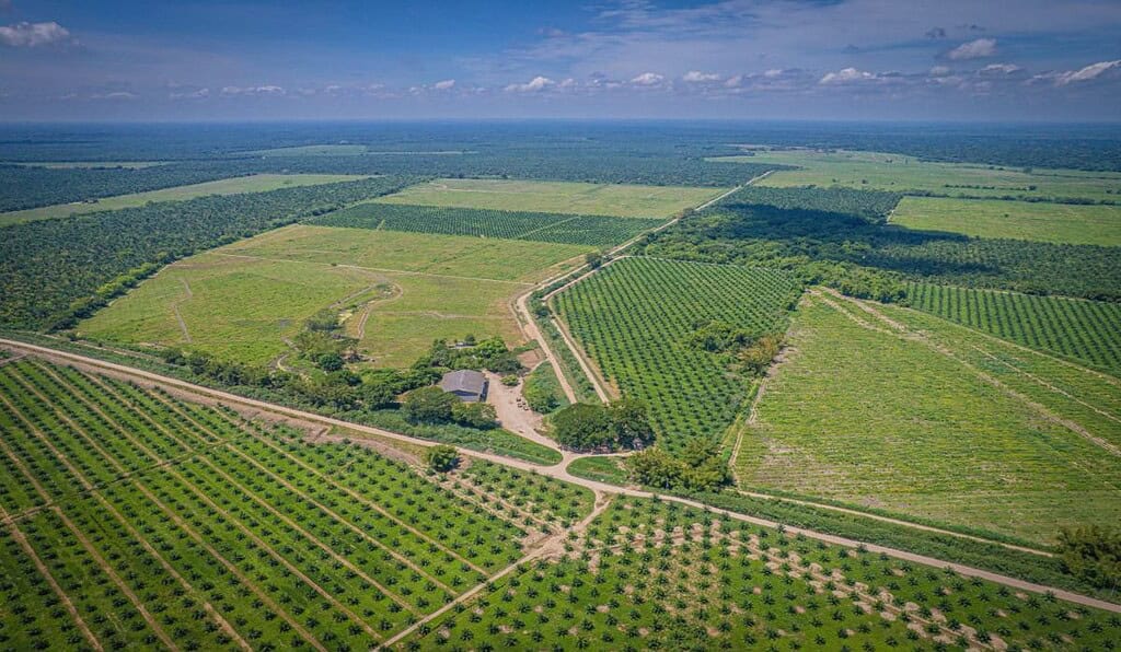 Gremca se convirtió en la primera palmicultora en el mundo en certificar sus productos como libres de deforestación