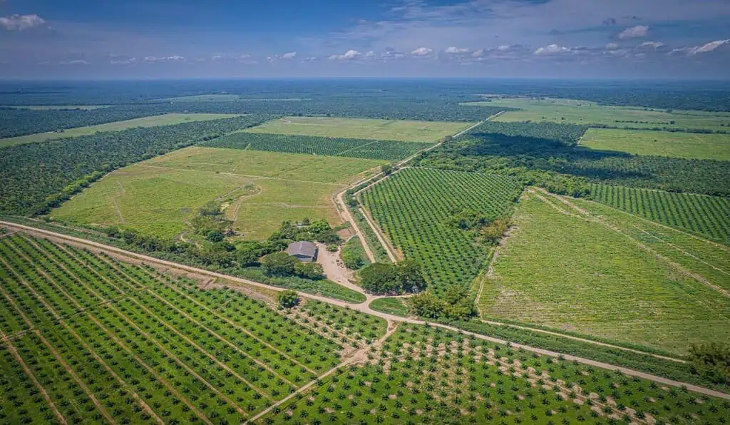 Gremca se convirtió en la primera palmicultora en el mundo en certificar sus productos como libres de deforestación Gremca se convirtió en la primera palmicultora en el mundo en certificar sus productos como libres de deforestación