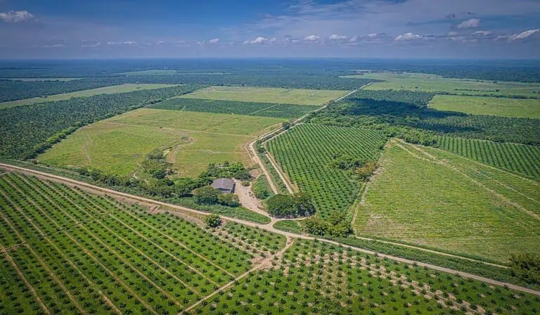 Gremca se convirtió en la primera palmicultora en el mundo en certificar sus productos como libres de deforestación