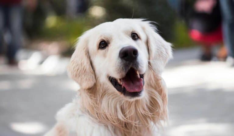 Perros en conjuntos podrán circular por zonas comunes