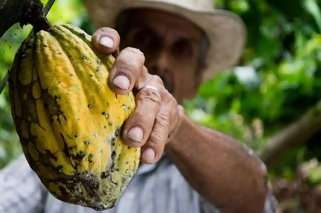 Entrevista | Entre 14 países, Colombia es la mayor apuesta de un gigante mundial del chocolate El sector del chocolate creció 3,37% anual entre mayo de 2024 y mayo de 2025, consolidándose como uno de los más dinámicos en alimentos. Foto: Pexels.