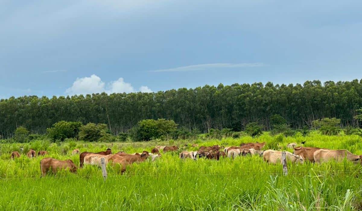 Home - Valora Analitik Ganado