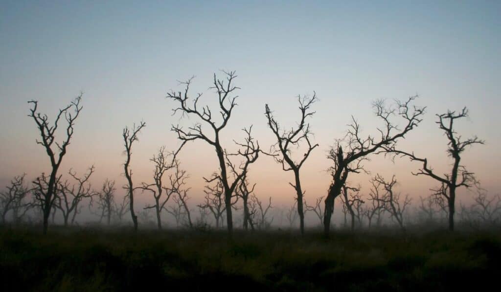 Deforestación en Colombia enciende las alarmas, según expertos Deforestación en Colombia enciende las alarmas