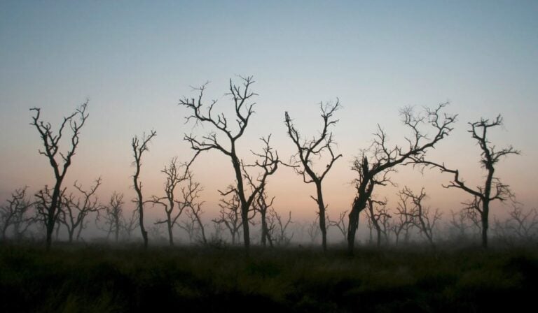 Deforestación en Colombia enciende las alarmas