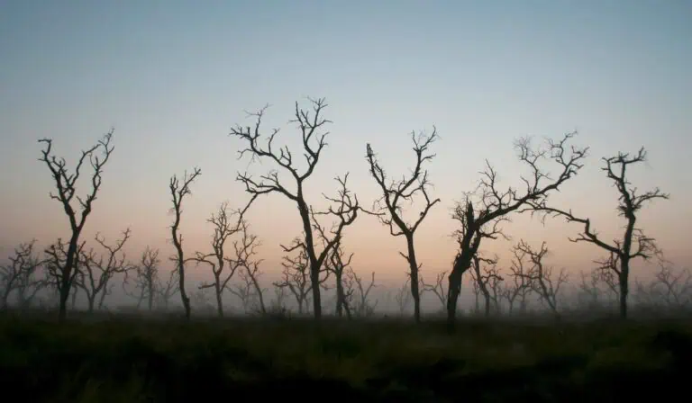 Deforestación en Colombia enciende las alarmas