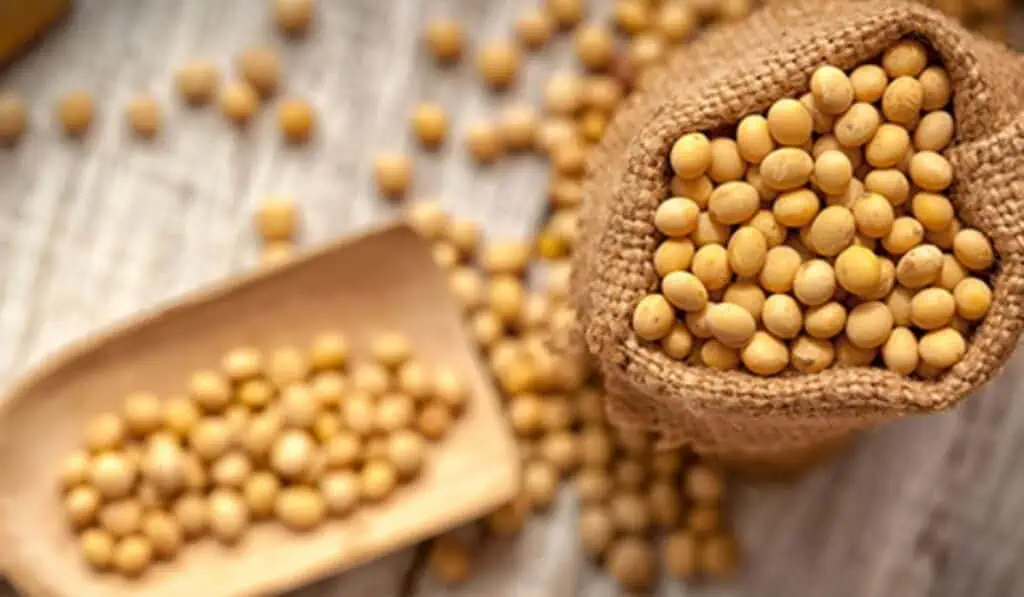 La soya, el alimento sostenible que fortalece la seguridad alimentaria en Colombia La Soya