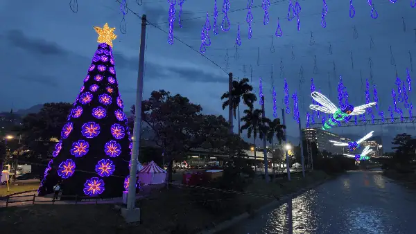 Alumbrados EPM podrán verse desde este viernes en 61 puntos de Medellín; detalles, horarios y fechas Árbol de navidad. Foto: cortesía EPM