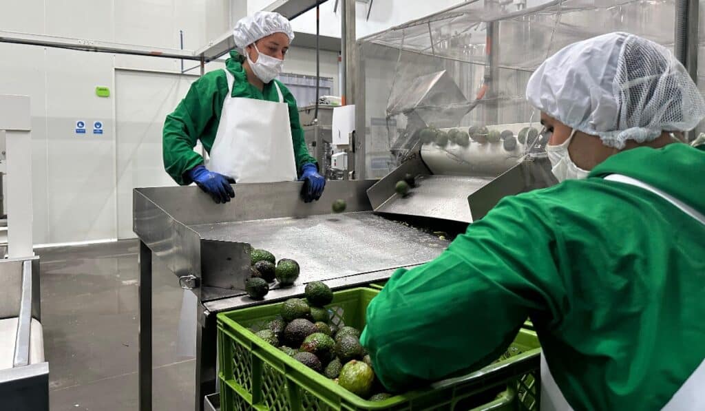 Avocados del Quindío
