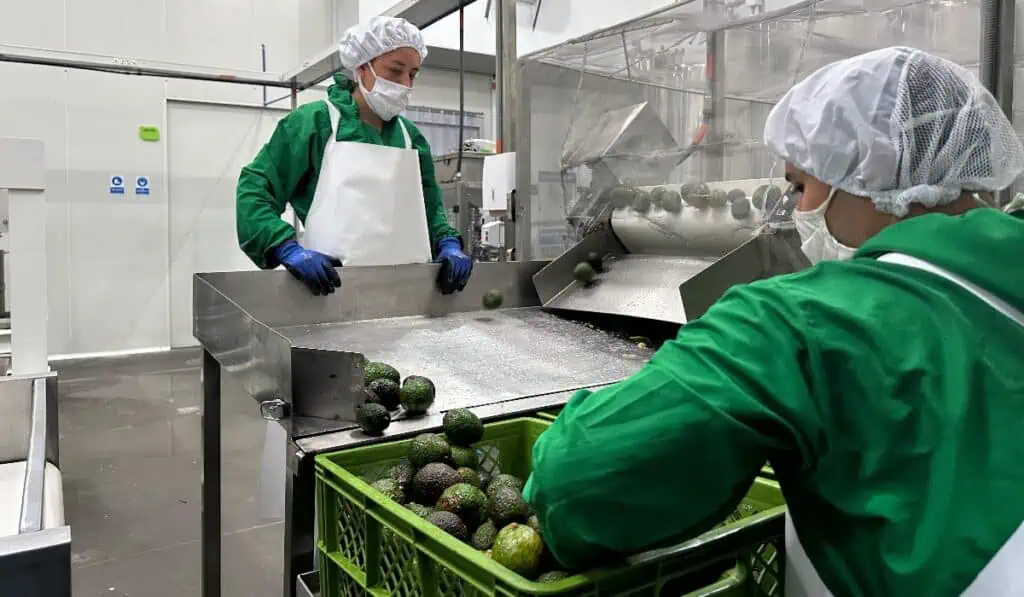 Avocados del Quindío busca lanzar su primera tienda especializada en productos derivados del aguacate Avocados del Quindío
