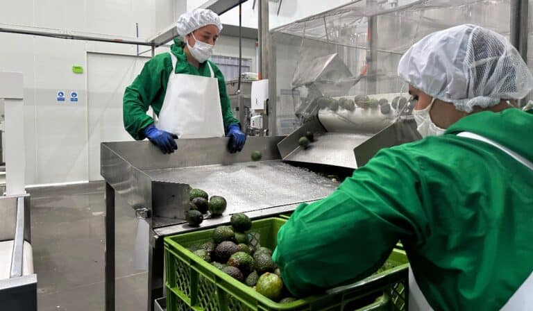 Avocados del Quindío