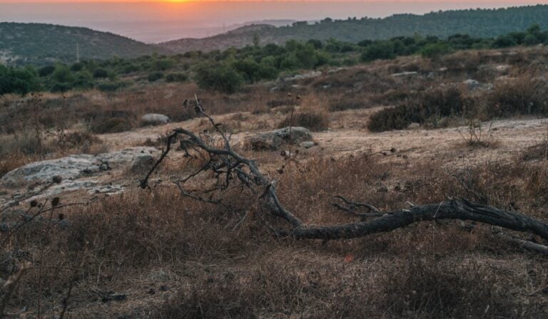 Acumen invierte US$400.000 en empresa paisa que lidera la regeneración del bosque seco tropical Bosques seco