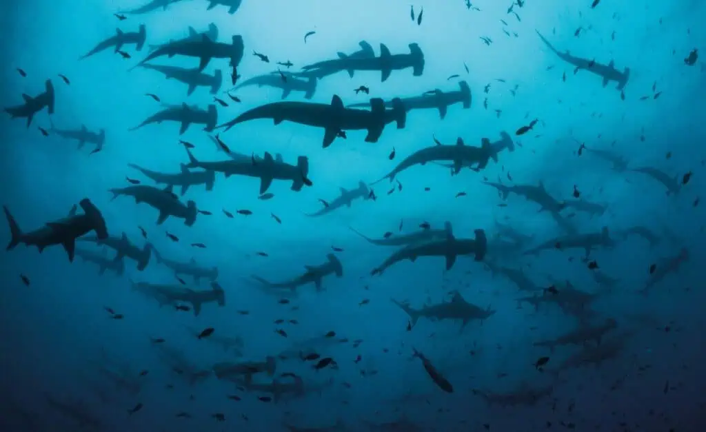 Los cinco destinos imperdibles para realizar turismo de aventura en Valle del Cauca El buceo avanzado es la puerta de entrada a un mundo de tiburones martillo. Foto: cortesía.