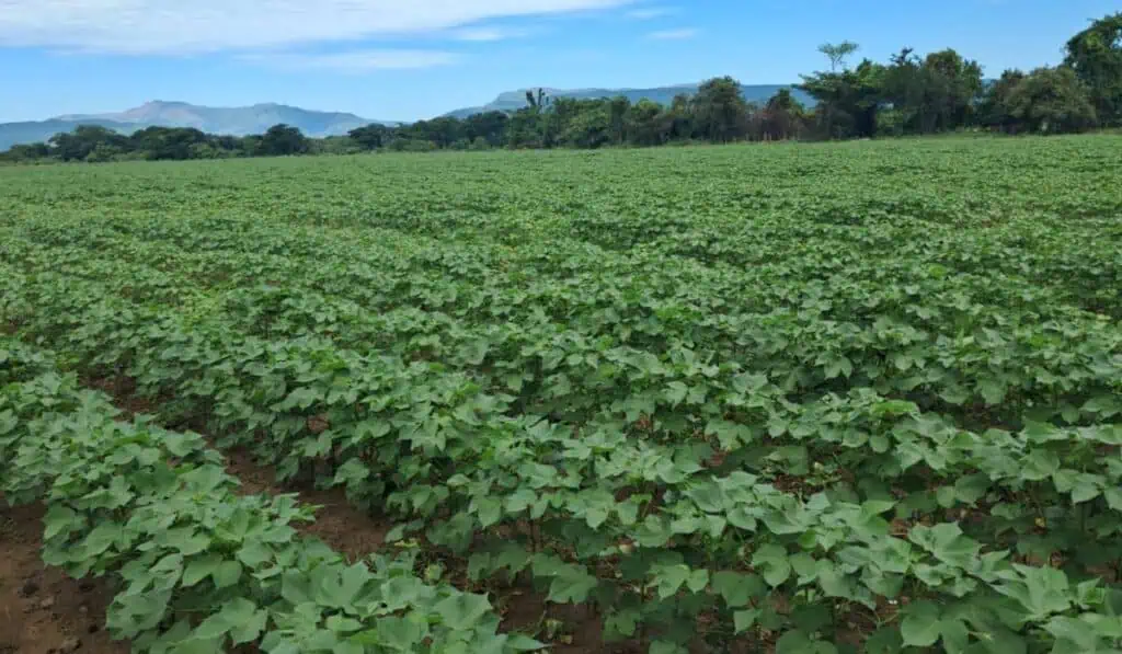 Conalgodón: las hilanderías de Colombia están en riesgo por eliminación de arancel a insumos Conalgodón
