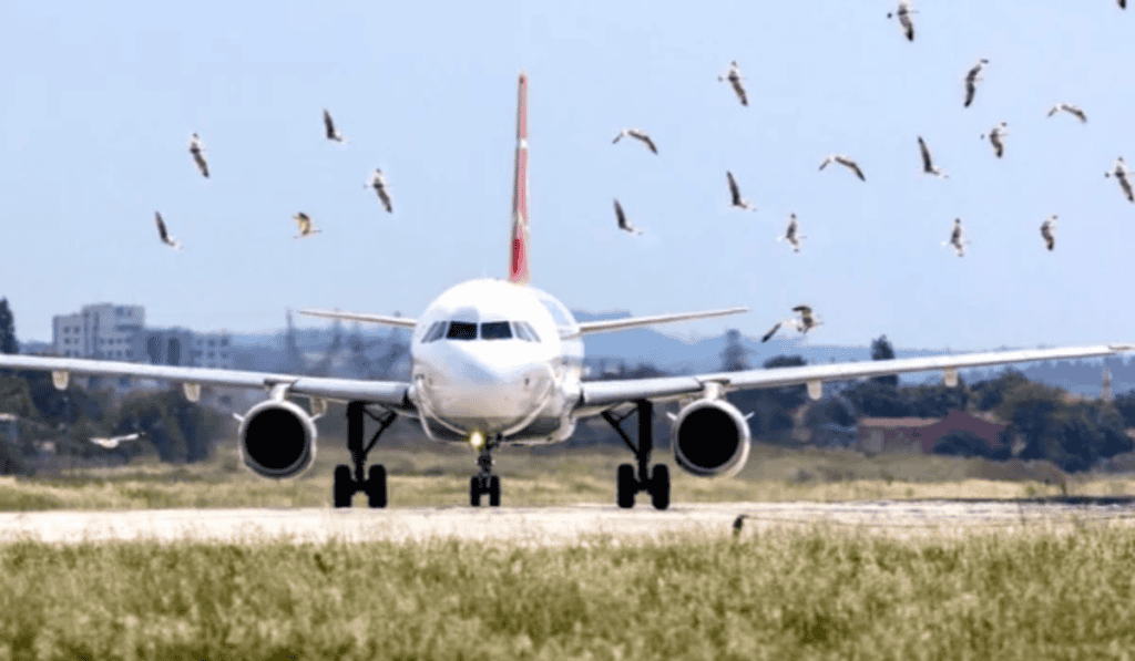 Las aves son consideradas una dificultad más para volar en Colombia. Foto: tomada del portal Bird Barrier
