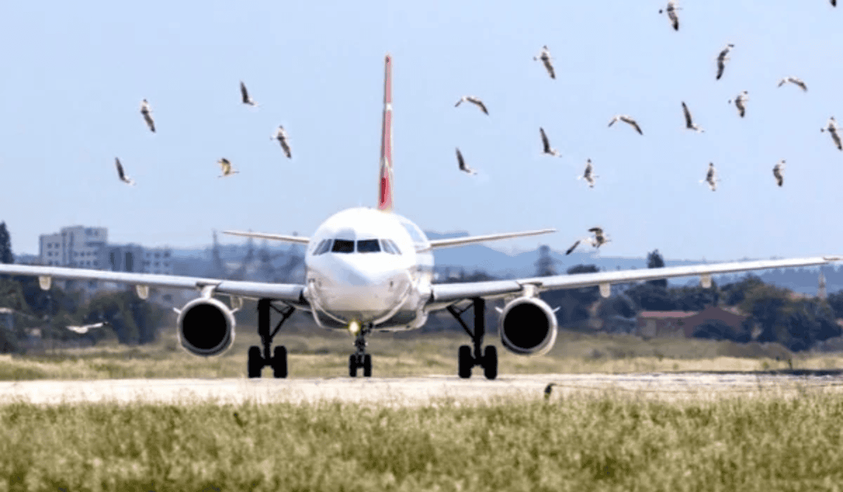 Home - Valora Analitik Las aves son consideradas una dificultad más para volar en Colombia. Foto: tomada del portal Bird Barrier