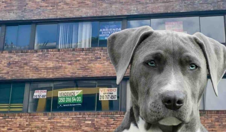 Arrendatarios con mascotas tendrán importante alivio: Exigente norma frena a dueños de inmuebles Arrendadores no podrán prohibir tenencia de mascotas en arrendatarios