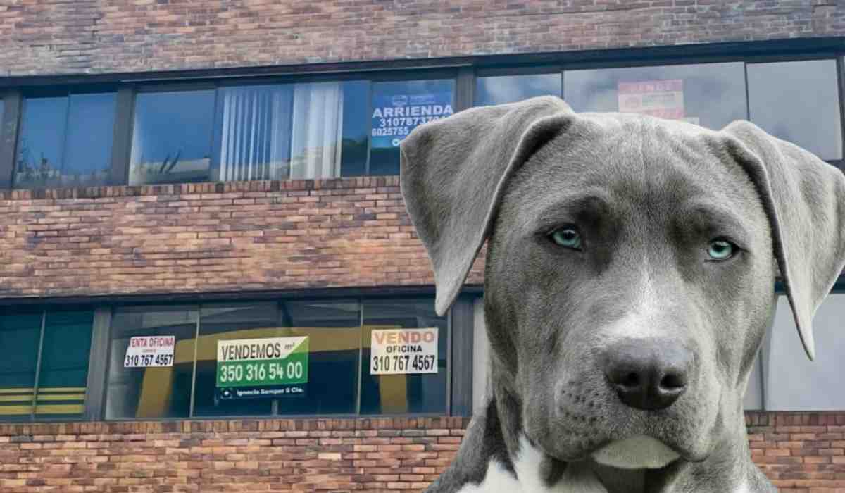 Arrendadores no podrán prohibir tenencia de mascotas en arrendatarios