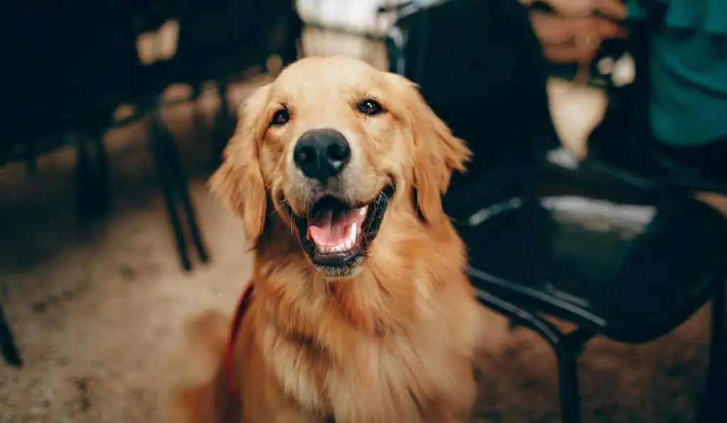Conjuntos ya no podrán hacer esta prohibición a personas que tengan perros por orden de la Corte Conjuntos no pueden hacer multa por perros en áreas comunes