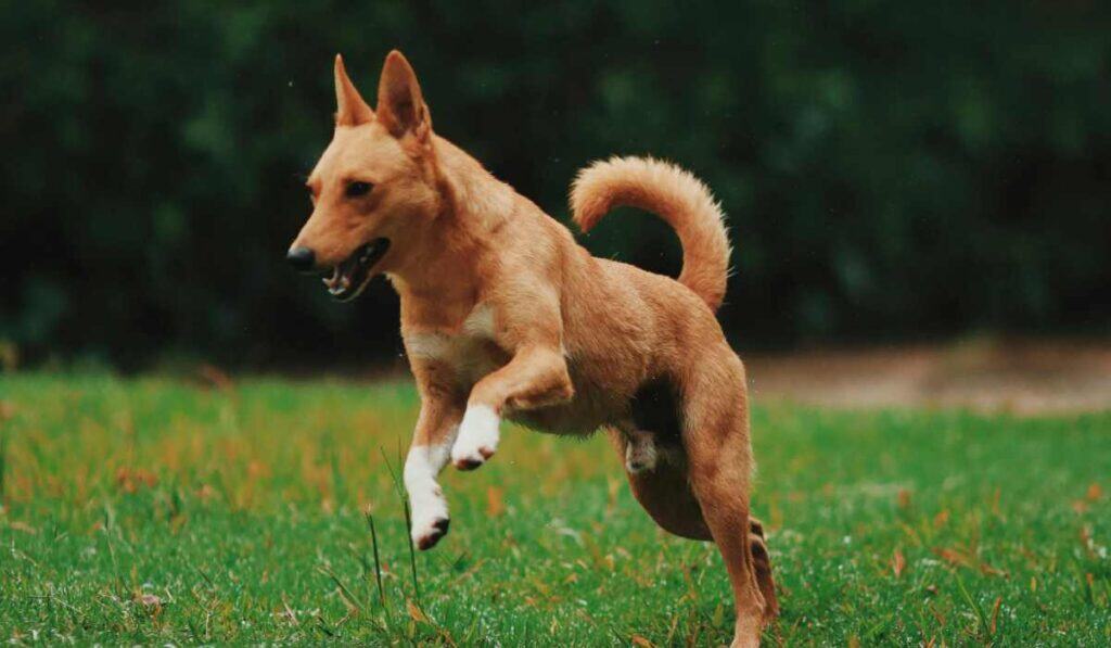 Residentes en conjuntos no tendrán este problema con sus mascotas: Corte puso freno a esta multa Corte pone freno a multa que ponen en conjuntos con mascotas