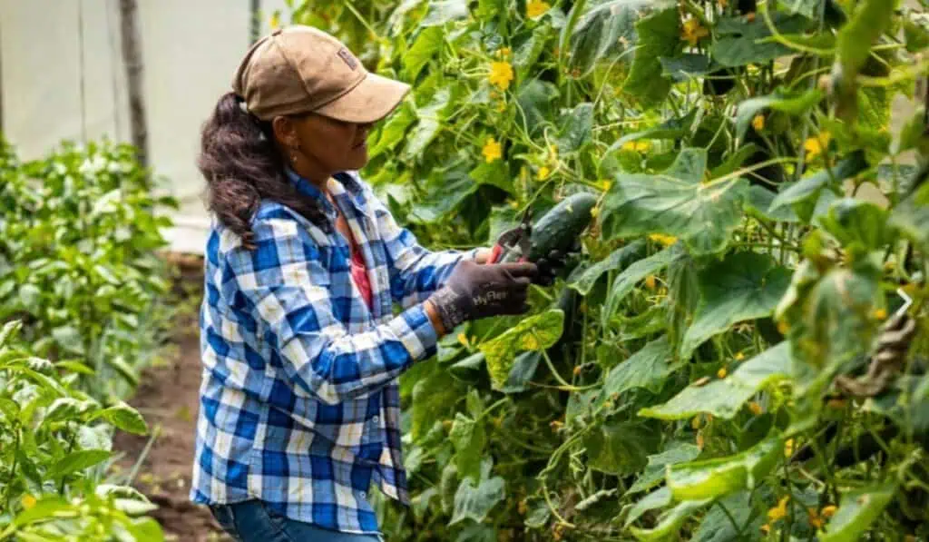 Proyectos Productivos de Quebradona generaron más de $111 millones en ventas en 2025 El programa Proyectos Productivos generó más de $111 millones en ventas
