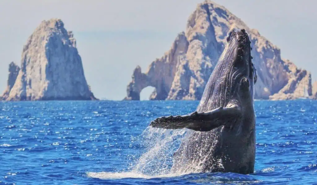 Esto es lo que costaría viajar a Los Cabos, México, a finales de 2025 e inicios de 2026 Los Cabos