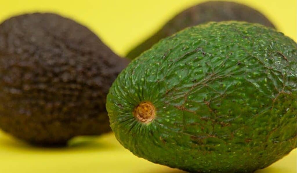 Con el acelerador a fondo: así se perfila 2026 para la industria del aguacate Hass Los principales mercados del aguacate hass