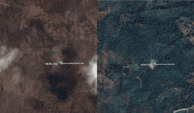 La marca de ropa paisa que financió reserva natural con sus ventas; ha sembrado más de 500.000 árboles Proyecto Magara de la marca de ropa paisa antes y después. Foto: cortesía Mattelsa