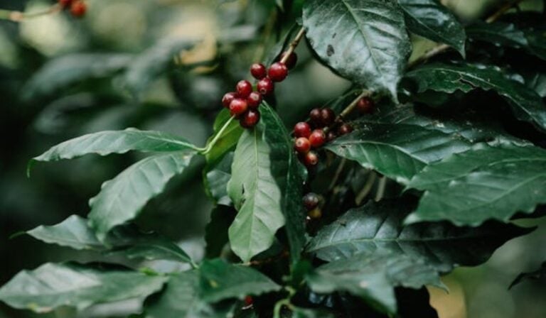 Producción de café en Colombia caería en nuevo año cafetero: condiciones climáticas impactarían el grano Café colombiano