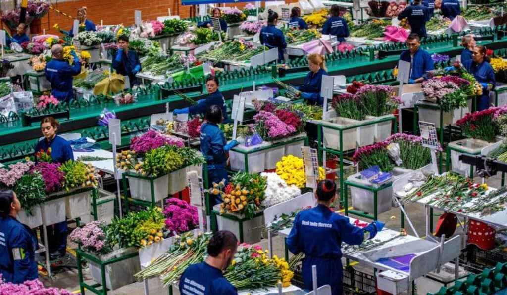 Floricultura colombiana, bajo presión en 2026 por dólar y salario mínimo Sector floricultor