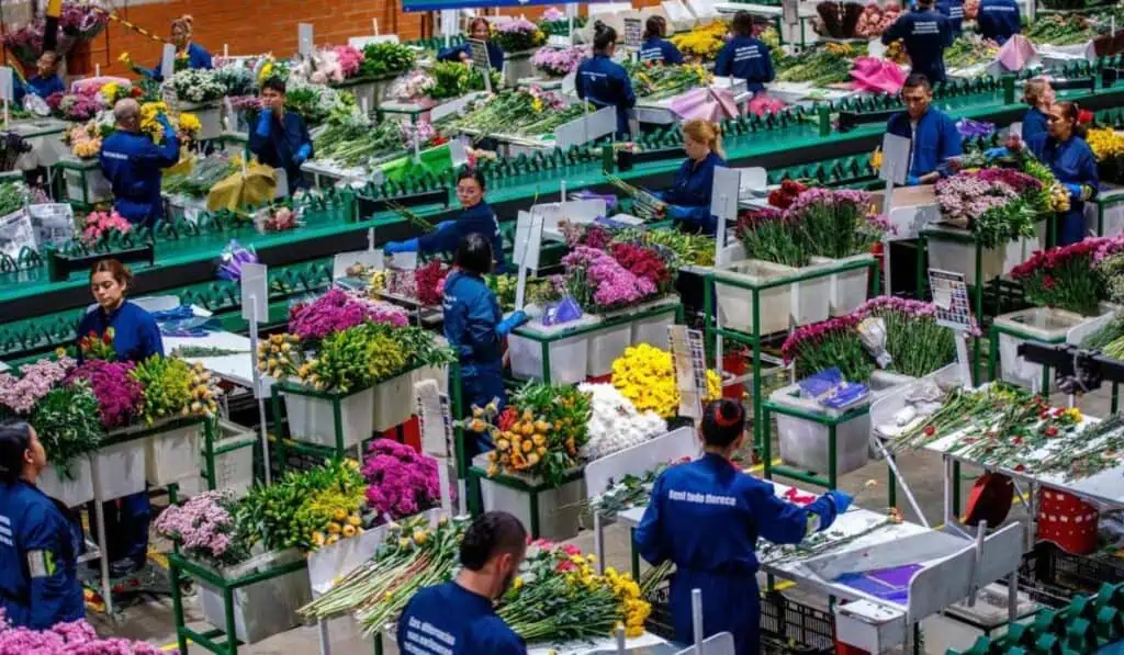 Floricultura colombiana, bajo presión en 2026 por dólar y salario mínimo Sector floricultor