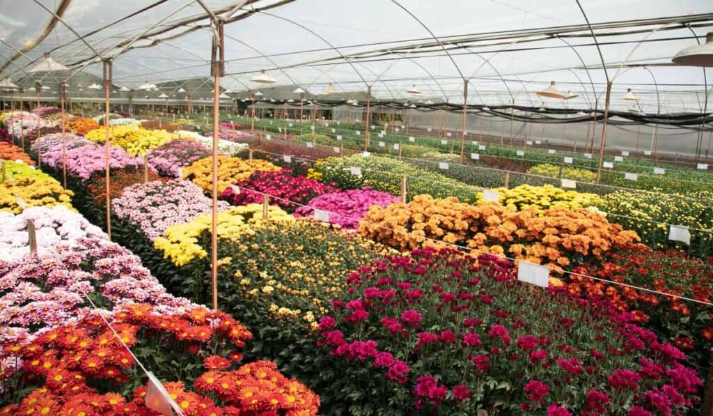 Laura Valdivieso, ex viceministra de Comercio Exterior, asume la Presidencia de Asocolflores Sector floricultor