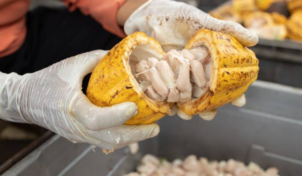 Exportaciones no minero energéticas de Santander crecieron 40,4 % en 2025 y alcanzaron cifra histórica Cacao