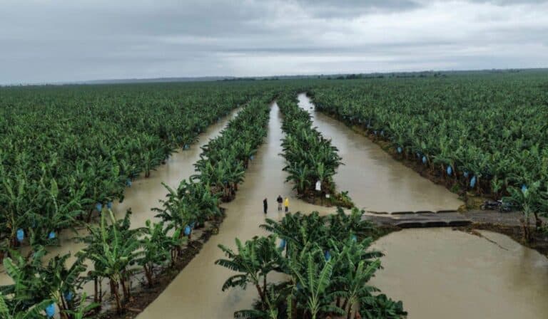 Crisis climática sin precedentes en Urabá: Augura alerta sobre riesgo inminente en el sector bananero sector bananero