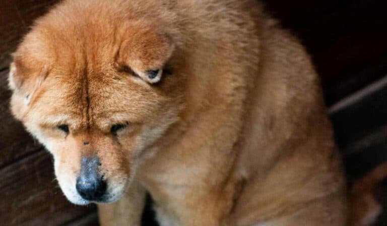 Trabajadores pueden acceder a licencia por muerte de mascota: Permiso laboral debe ser remunerado Licencia por muerte de mascotas que pueden recibir trabajadores en Colombia