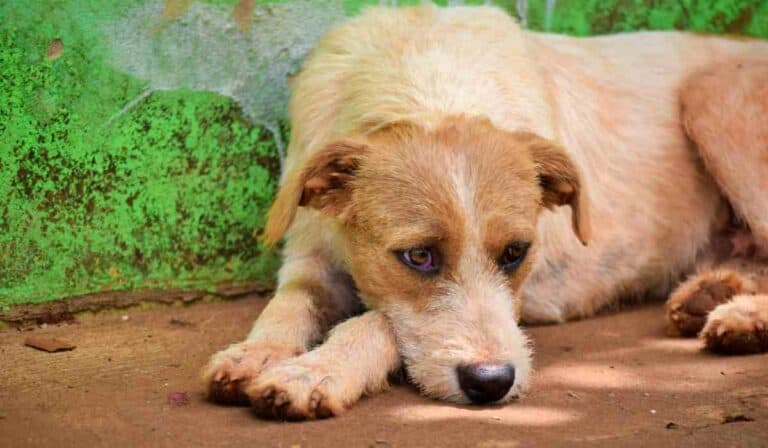 Personas con perros en conjuntos tendrían que hacer modificación clave para su tenencia Residentes de conjuntos tendrían nueva exigencia para tenencia de perros