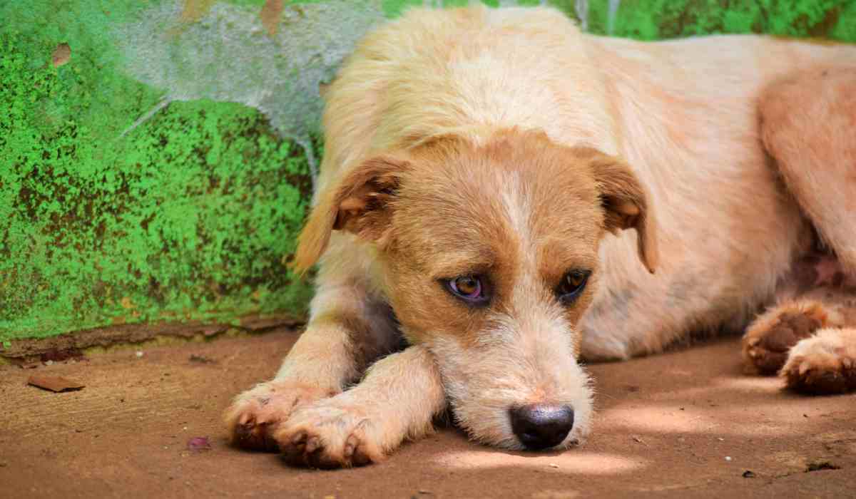 Residentes de conjuntos tendrían nueva exigencia para tenencia de perros