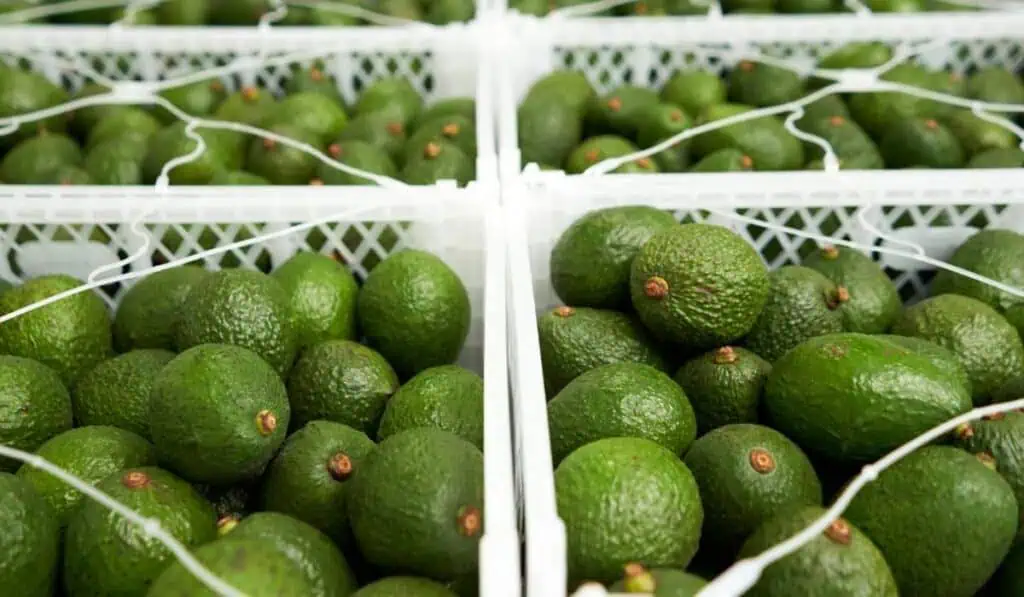 Así logró Colombia posicionar su aguacate en el mercado europeo más exigente Así logró Colombia posicionar su aguacate en el mercado europeo más exigente
