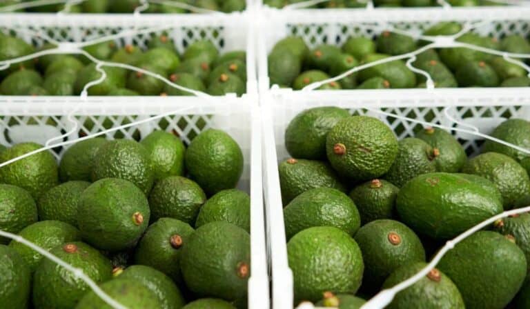 Así logró Colombia posicionar su aguacate en el mercado europeo más exigente Así logró Colombia posicionar su aguacate en el mercado europeo más exigente