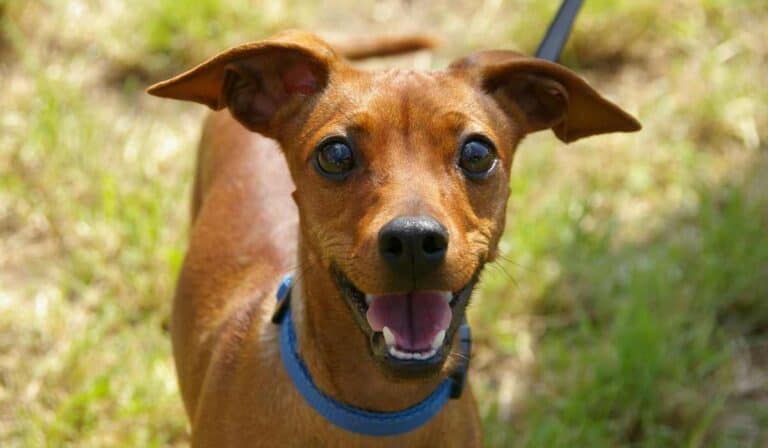 Conjuntos ya no podrán hacer esta prohibición a personas que tengan perros por orden de la Corte Conjuntos no podrán prohibir tránsito de mascotas en zonas comunes
