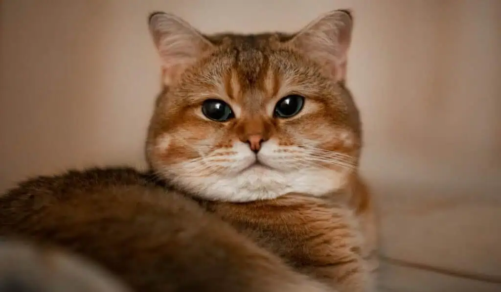 Personas con gatos en conjuntos deberán pagar multa de $233.452 por norma que impone estricta Ley Libre circulación de gatos en zonas comunes de conjuntos sin supervisión